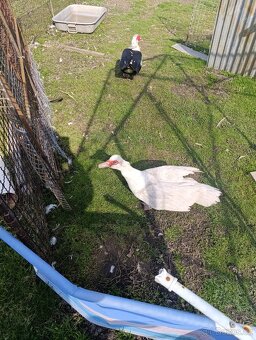 Kachna pižmová - 2