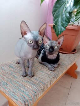 Kanadský sphynx - 2