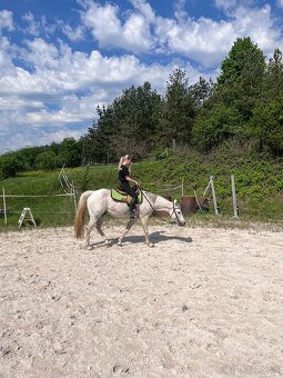 Prodám hodného valacha QH - 2
