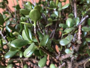 kvetina tlustice (Crassula ovata) - 2