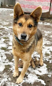 MAXÍČEK K ADOPCI - zlatíčko hledá svoji spřízněnou duši - 2