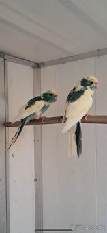 Kakariki č.č - 2