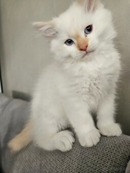 Ragdoll kocourci - 2