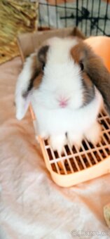 Mini Lop / NHD - 2