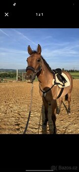 Qh valach dvoulety s pp - 2