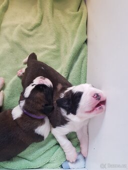 Bernardýni s PP - 2