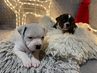 Stafordširský bullterier - štěňata s PP - 2