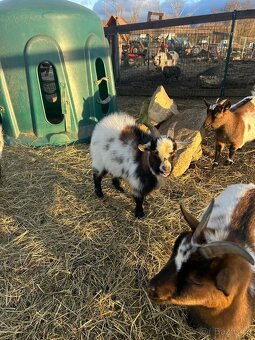 Holandský kozel - 2