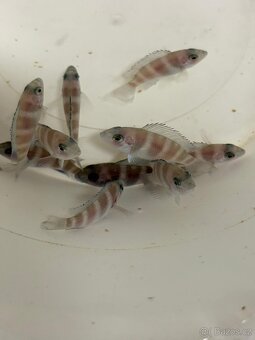 Cyphotilapia giberosa - 2