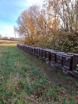 Vyzimované oddělky a včelstva - 2