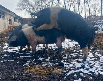 Přeštické sviňky - 2