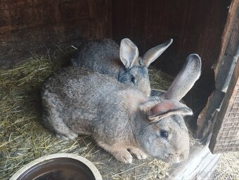 Králíci - 2