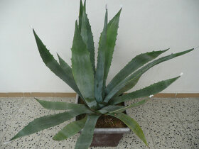 Agave americana - 2