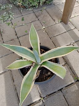 Kaktus/aloe - 2