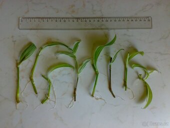 Tradescantia fluminensis „Albovittata“- zakořeněné řízky - 2