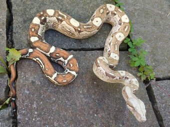 Boa imperator - Aztec Anery het VPI, VPI Jungle Aztec - 2