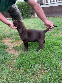 Štěňátko labradorského retrievera - 2