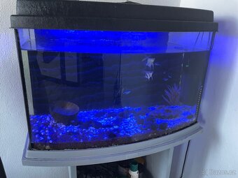 se slevou🐠 Velké akvárium cca 90l – komplet vybavení + ryby - 2