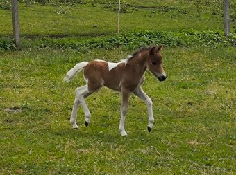 Letošní TOP hřebeček minihorse - MIEL Y - 2