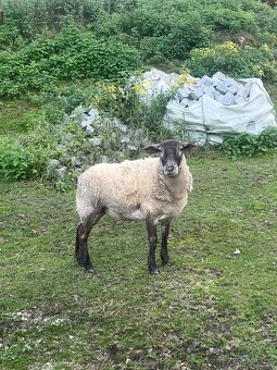 Prodám jehničku - 2