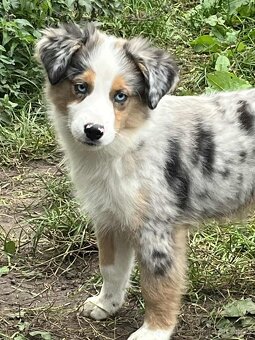 Miniaturní americký ovčák-  s PP v barvě blue merle - 2