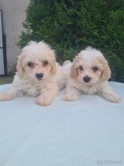 Maltipoo - 2
