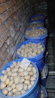 Sadbové brambory - domácí sadba - 2