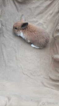 Zakrslý beranek - 2