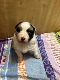 Australský ovčák bez PP - 2