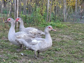 Kachny pižmové, pižmovky perlovošedá - 2