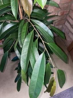 Ficus binnendijkii - 2