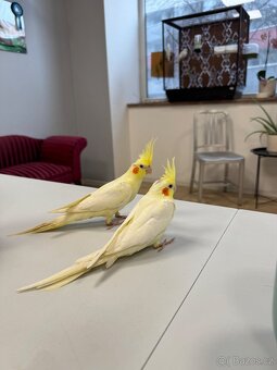 Korela samice s DNA - 2