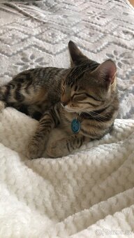 Bengálský kocourek - 2