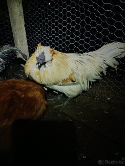 Kohouti hedvábnička Green Shell - 2