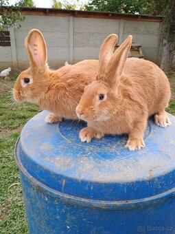 Prodám Burgundské králíky - 2