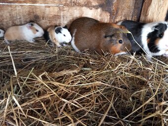 Hladkosrstá morčata - 2