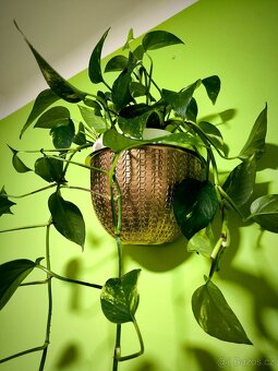 Prodám krásný velký Scindapsus - 2