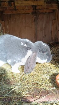 Francouzský beran - 2