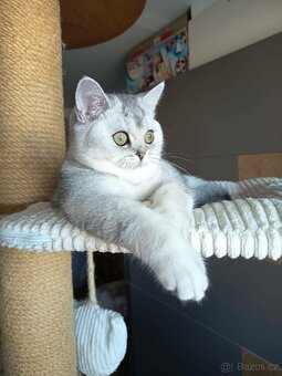 Britská shaded koťátka s PP - 2