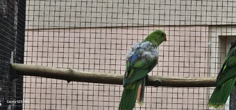 Papoušek červenokřídlý - 2