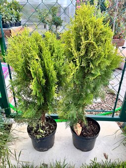 Thuje aurea pyramidalis - 2