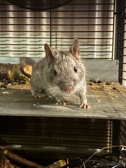 Osmák degu - 2