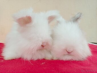 Anglická angora - 2