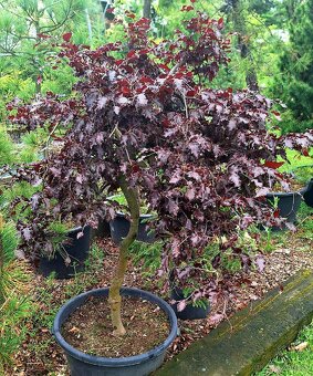Buk - Fagus sylvatica "Rohan Weping" - 2