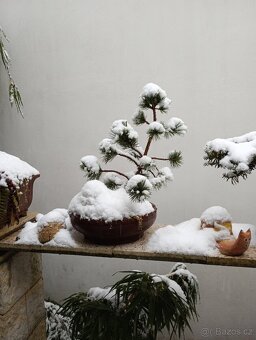 Borovice Osinatá (Pinus aristata) bonsai - 2