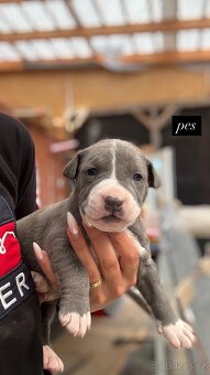 Americký stafordšírský Teriér, Staford, Amstaff, AST - 2