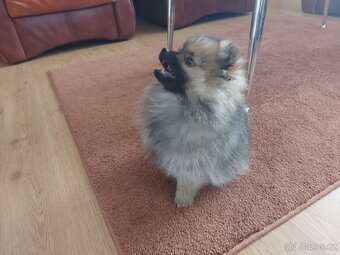 Špic, nemecký špic , Pomeranian - 2