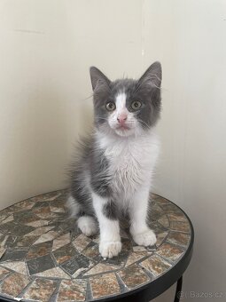 Mainska mývalí X ragdoll - 2