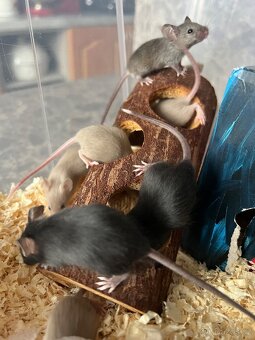 Daruji myši - samce - 2