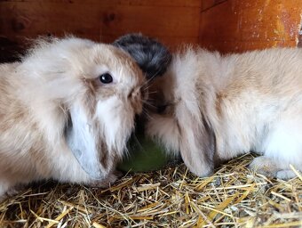 Zakrslí králíčci, lvíček, minilop - 2